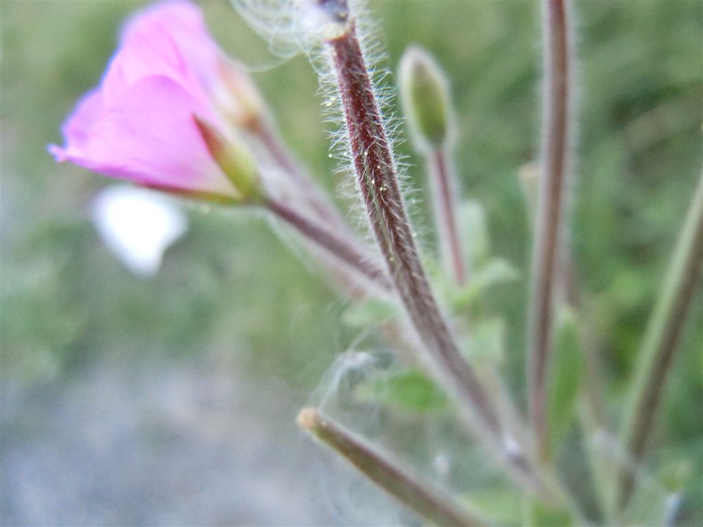 Epilobium hirsutum / Garofanino d''acqua